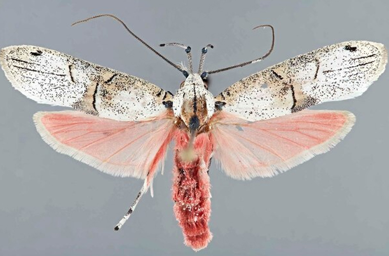 Costa Rica Butterfly Species