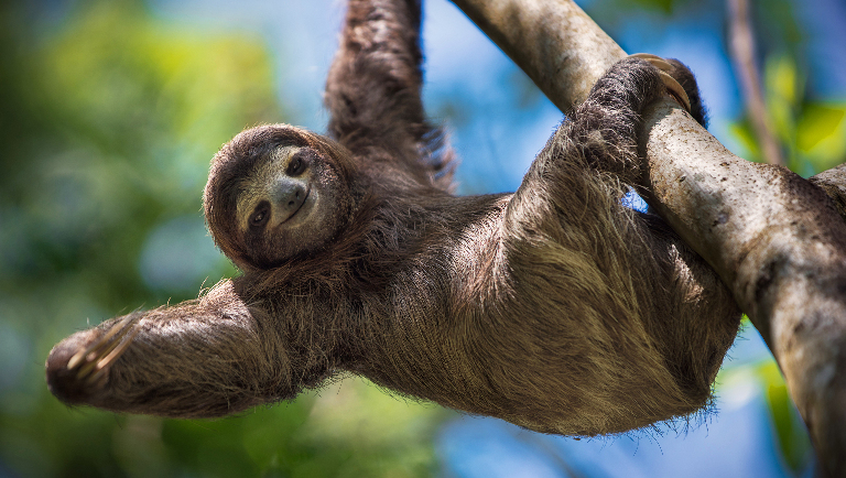 Ленивцы: гении медлительности, или Как выжить, никуда не торопясь 