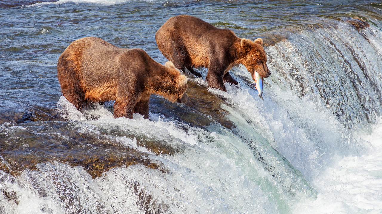 Гризли ТВ: ученые установили камеры на медведей и увидели, как они выживают в Арктике