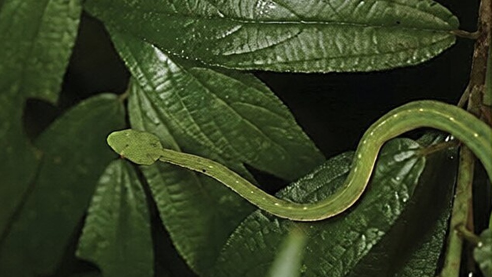 Обнаружена новая травянисто-зеленая гадюка с янтарными глазами