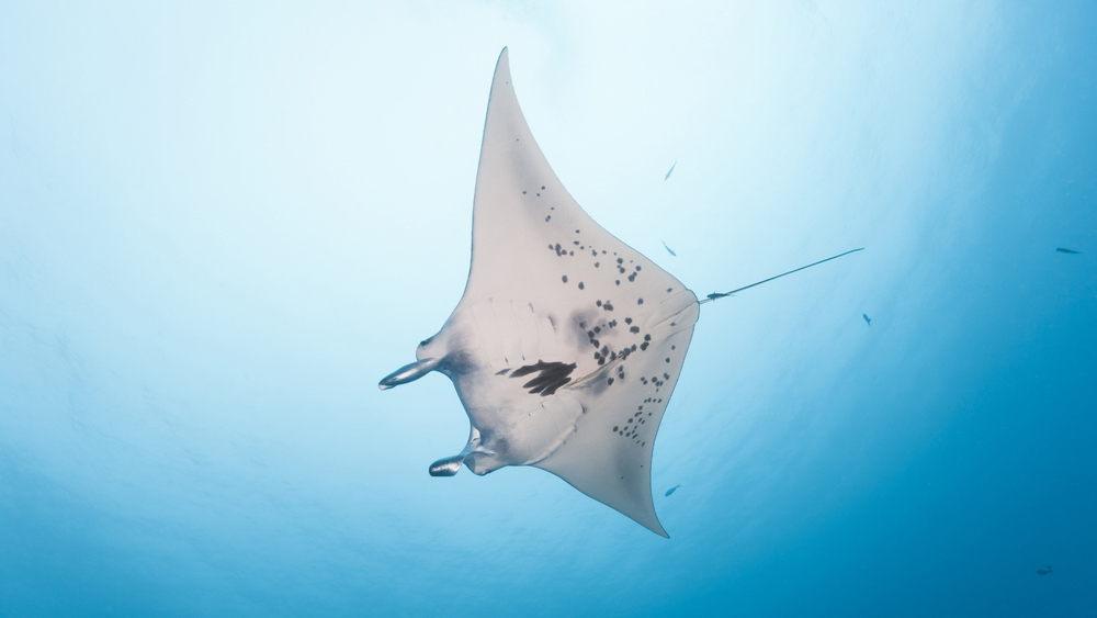 Ученые с рыбаками разработали гениальное средство для спасения скатов