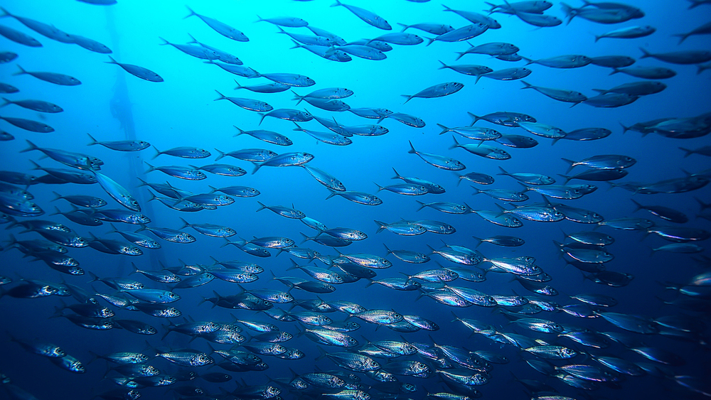 Арктическим рыбам грозит голод из-за таяния льдов