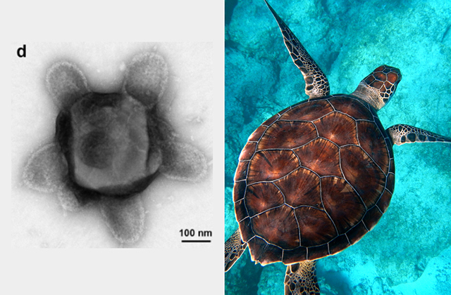 «Медуза Горгона» и «черепаха»: обнаружены новые причудливые вирусы
