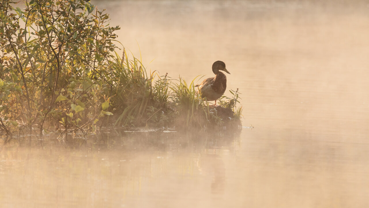Реки нагреваются быстрее воздуха: почему это проблема