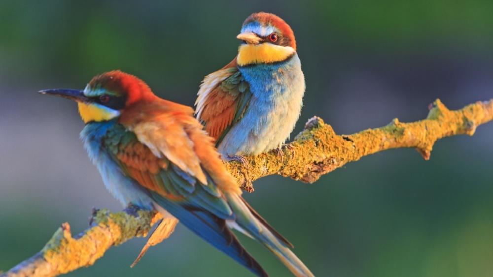 Биологи рассказали, как города могут сохранить редкие виды птиц