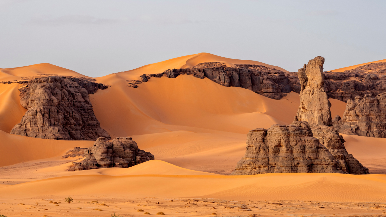 В Сахаре нашли «удивительного» спинозавра, похожего на адскую цаплю