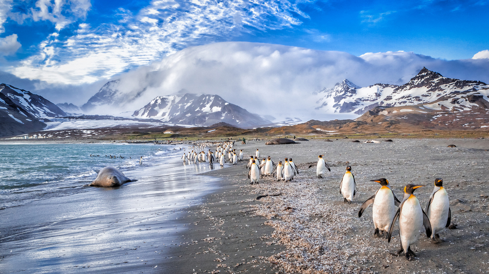 Потепление океана неожиданно улучшило выживаемость пингвинов