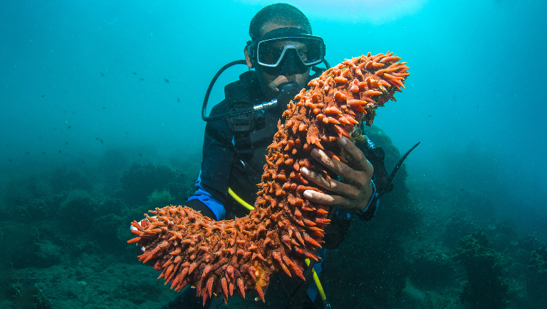 Морской огурец: как этот «живой пылесос» поддерживает жизнь в океане