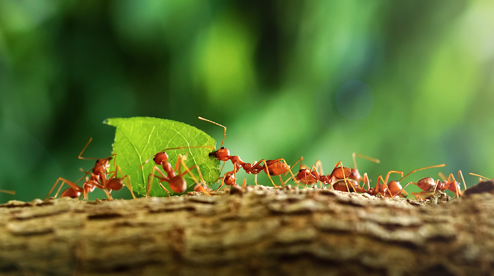 Раскрыт секрет суперэффективной командной работы муравьев