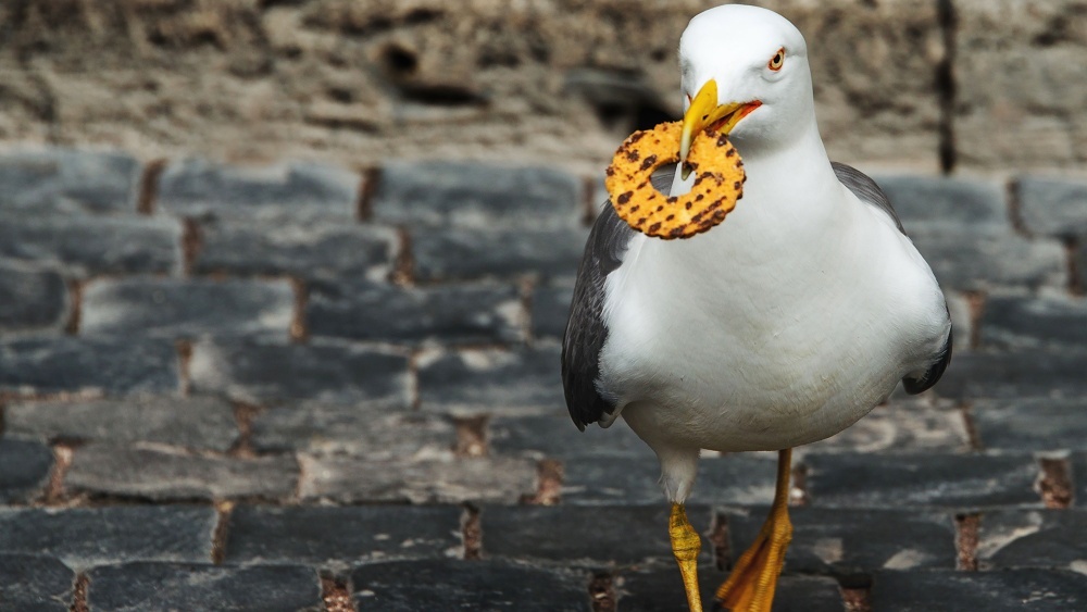 Найден идеальный способ отогнать чаек-попрошает от своей еды