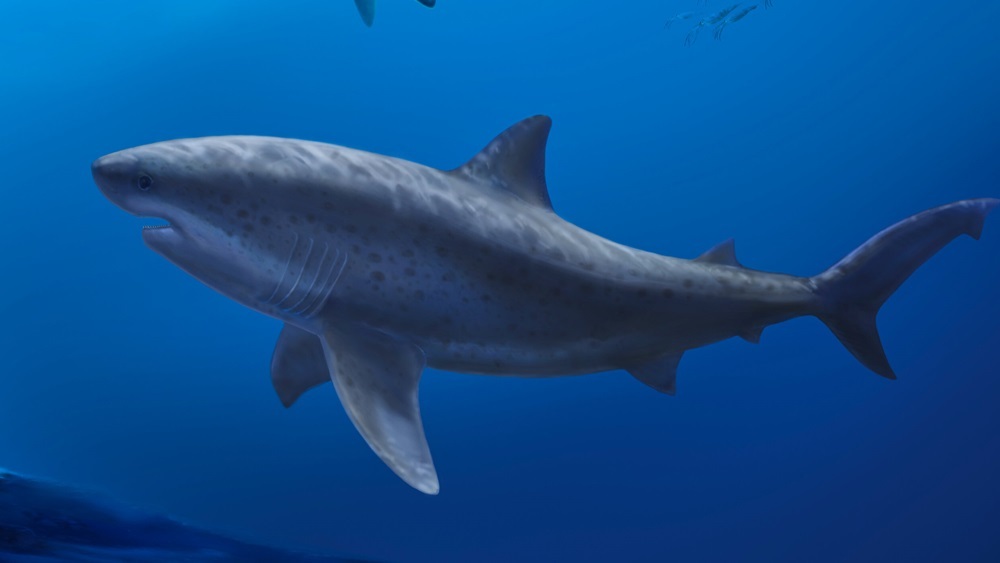 Самую древнюю мегаакулу обнаружили у берегов Австралии