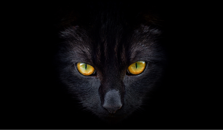 Почему у кошек светятся глаза? По той же причине, что и у больших белых акул