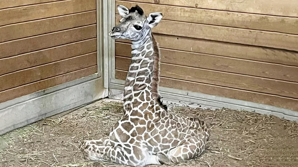 Бэби-бум: родился третий масайский жираф в зоопарке Канзас-Сити