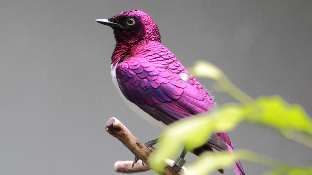 Какой цвет реже всего встречается в природе