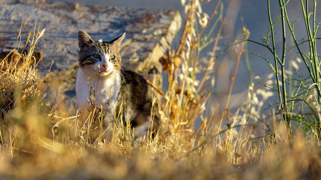 Кот прошел 250 км из Испании во Францию, чтобы найти хозяев
