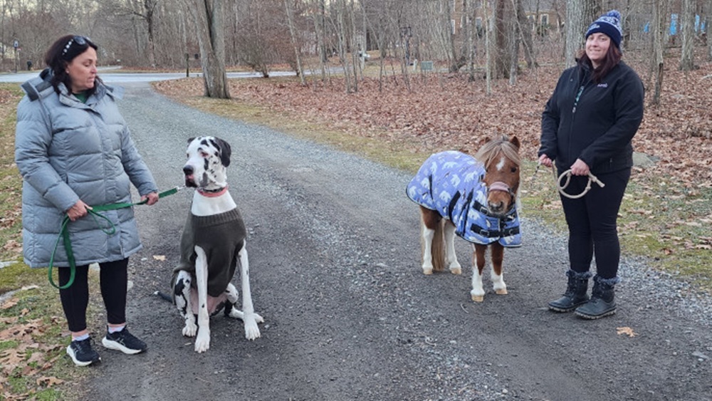 Немецкий дог Мини стала самой высокой в мире собакой