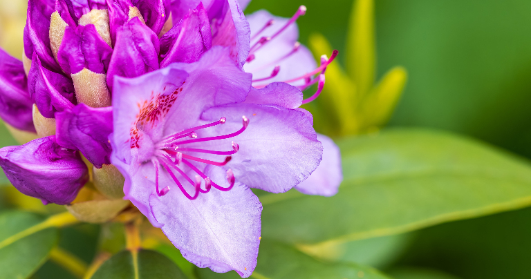 Рододендроны — цветы, которые старше Гималаев