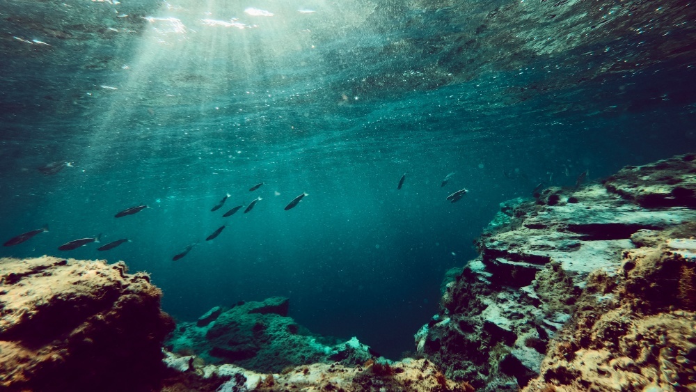 Исторический договор ООН о защите открытого океана вступил в силу