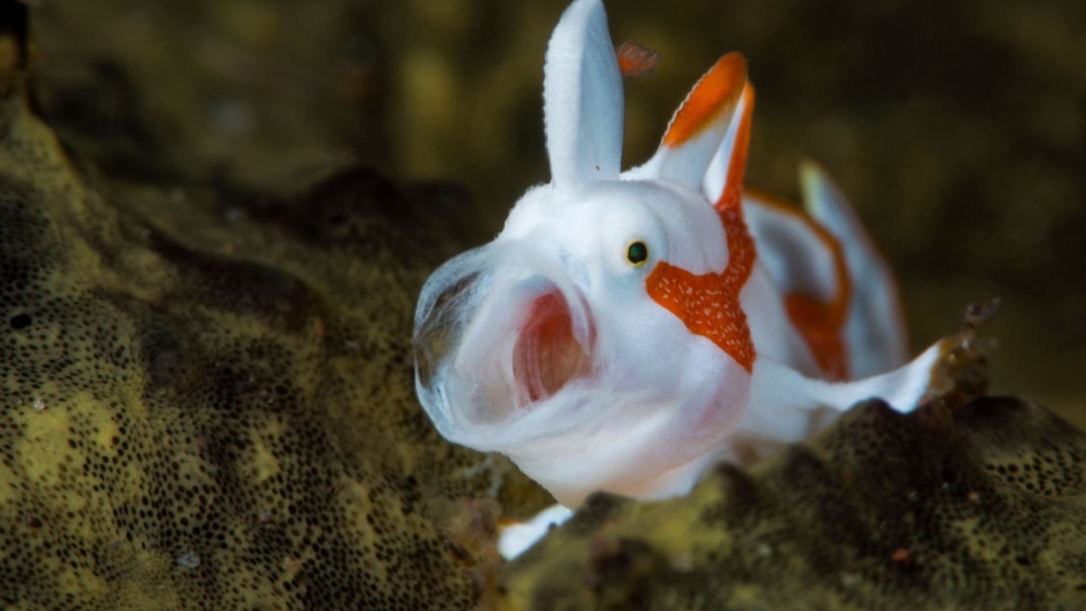 Рыбы не немые: ученые расшифровали звуки восьми видов