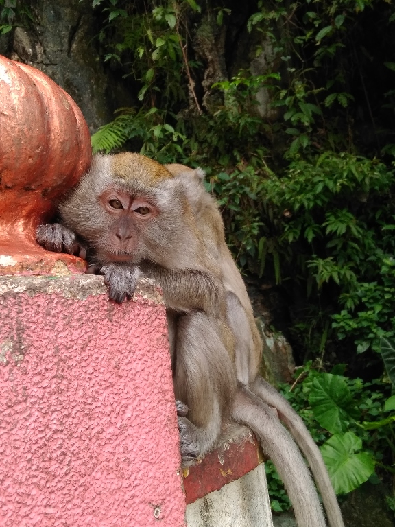 Восточный мультикультурализм, или Неделя в Куала-Лумпур