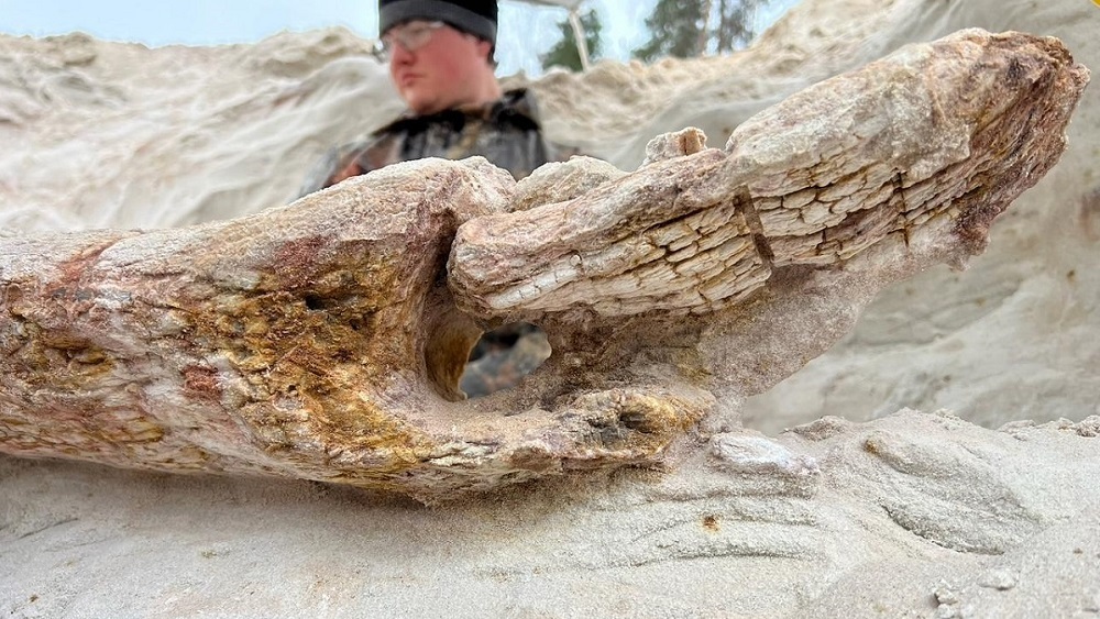 Под Петербургом найдено дерево возрастом 385 млн лет