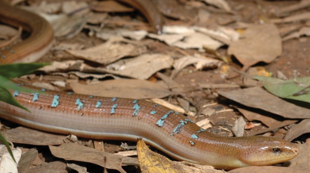 Безногую ящерицу Тайваня признали уникальным видом