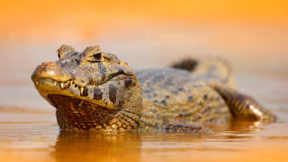 Оранжевые карлики: в пещерах Африки рождается новый вид крокодилов