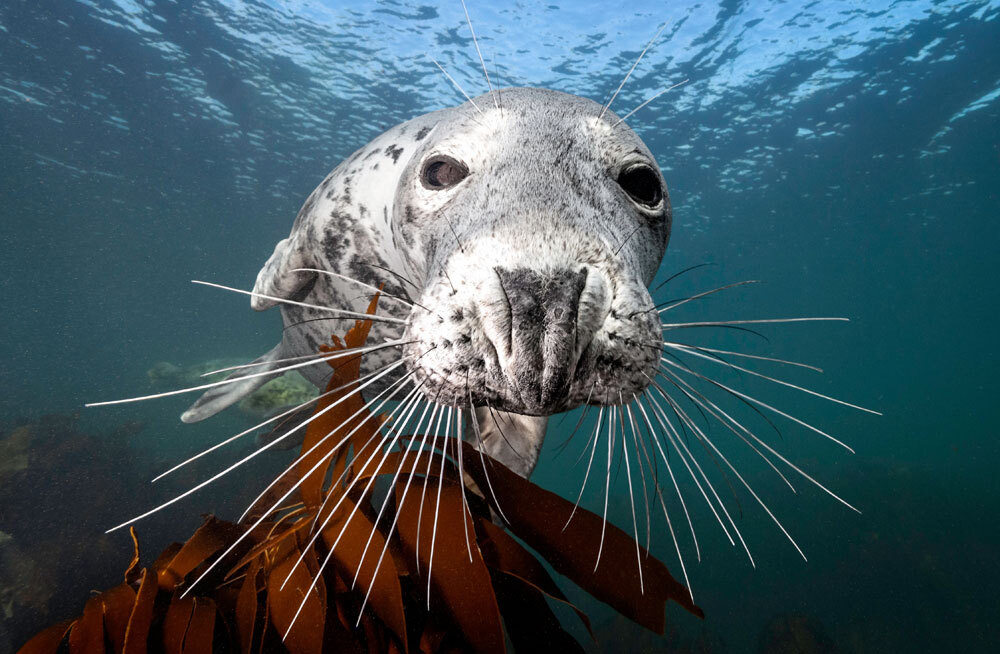 Разгадать трюк спасающихся от погони рыб тюленям помогают усы