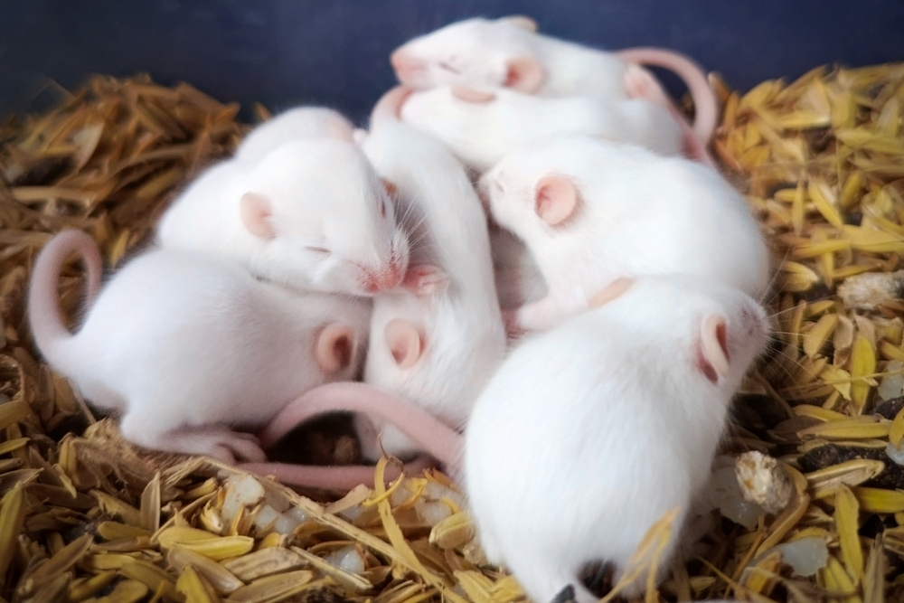 Мышь родила после полета в космос: почему это важно