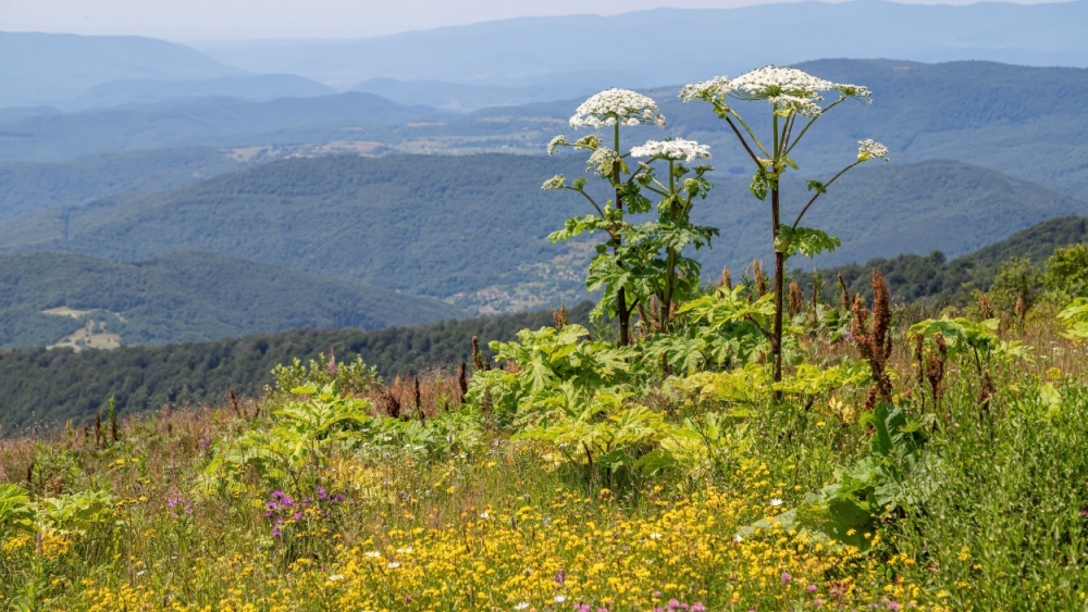 100 самых опасных: Россия создает Черную книгу растений