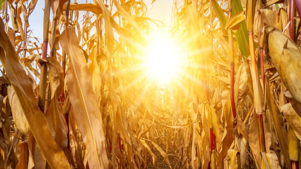 Что станет с продуктами к 2100 году, показали с помощью карты мира