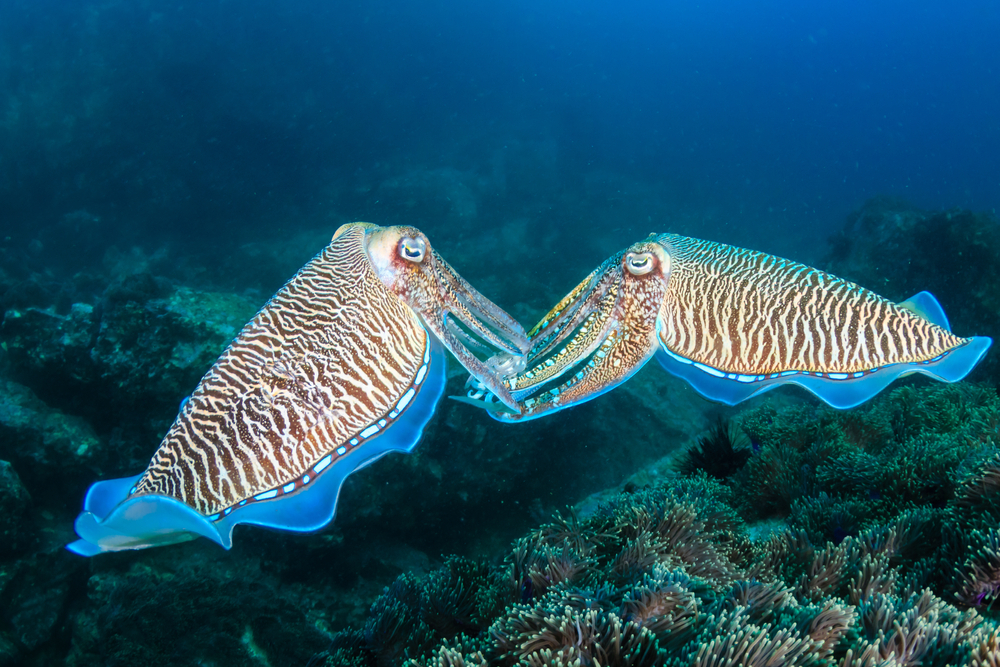 Каракатицы, похоже, знают язык жестов: удивительное открытие ученых