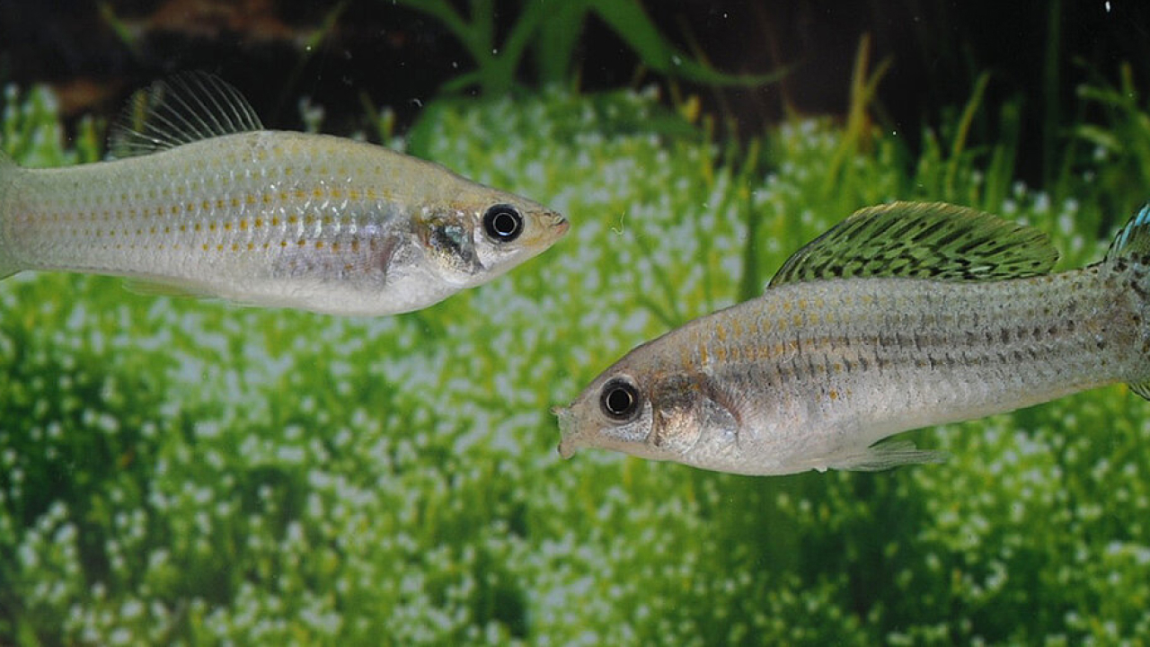 Рыбы, которые размножаются клонированием, поставили ученых в тупик