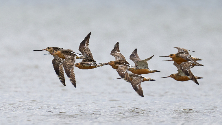 Птицы-рекордсмены: кто мигрирует дальше и быстрее всех