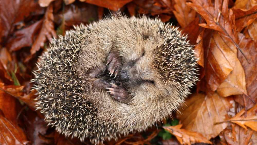 Раскрыт механизм впадения в спячку у млекопитающих