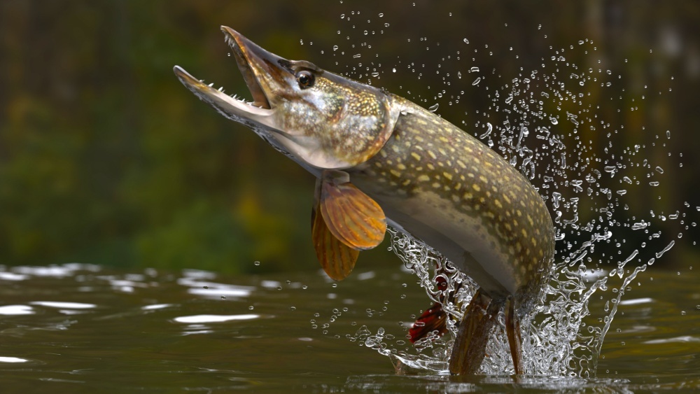 Щуки стали опаснее для других рыб из-за изменения климата