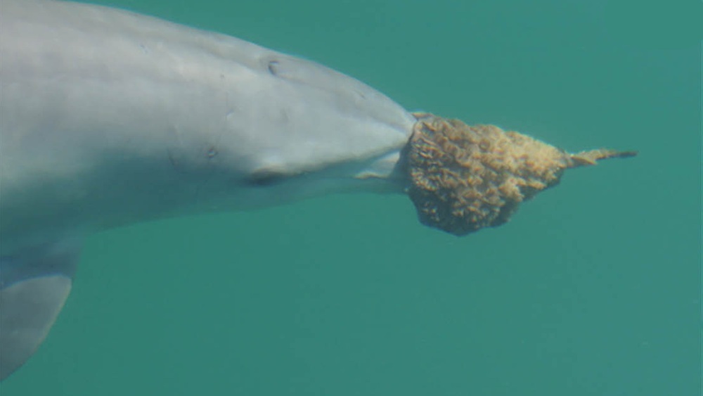 Лишь 5% дельфинов  используют губки на морде для охоты: раскрыт их секрет