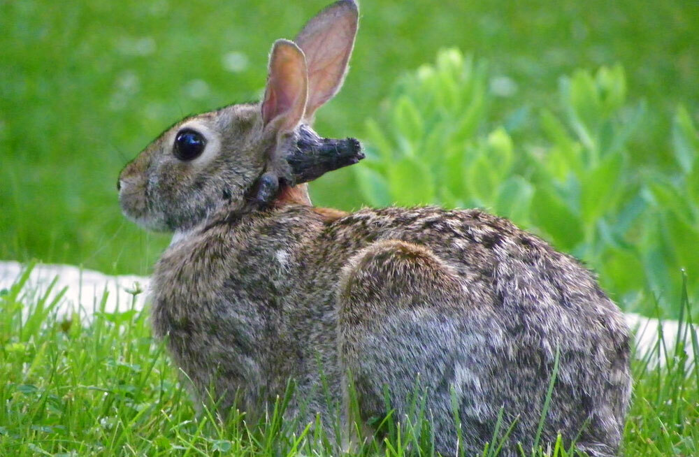 Колорадо заполонили кролики с рогами. Что с ними не так?