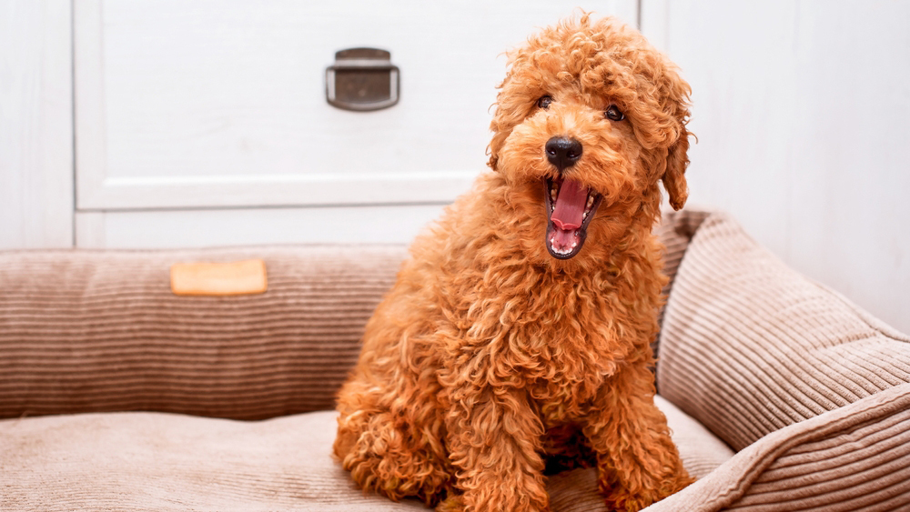 Могут ли собаки когда-нибудь заговорить — отвечают ученые