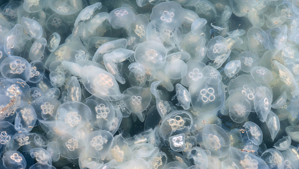 Кисельные берега: крымские пляжи заполонили полчища медуз