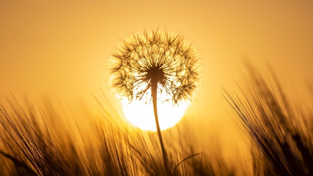 Растения «общаются» химическими сигналами: что они сообщают друг другу 