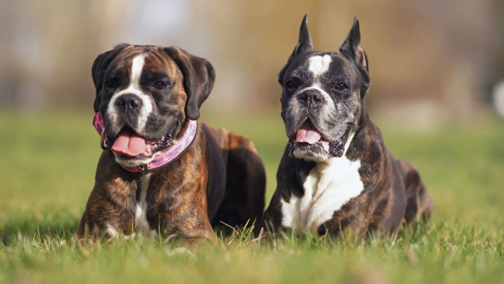 Почему у домашних животных висят уши — есть несколько объяснений