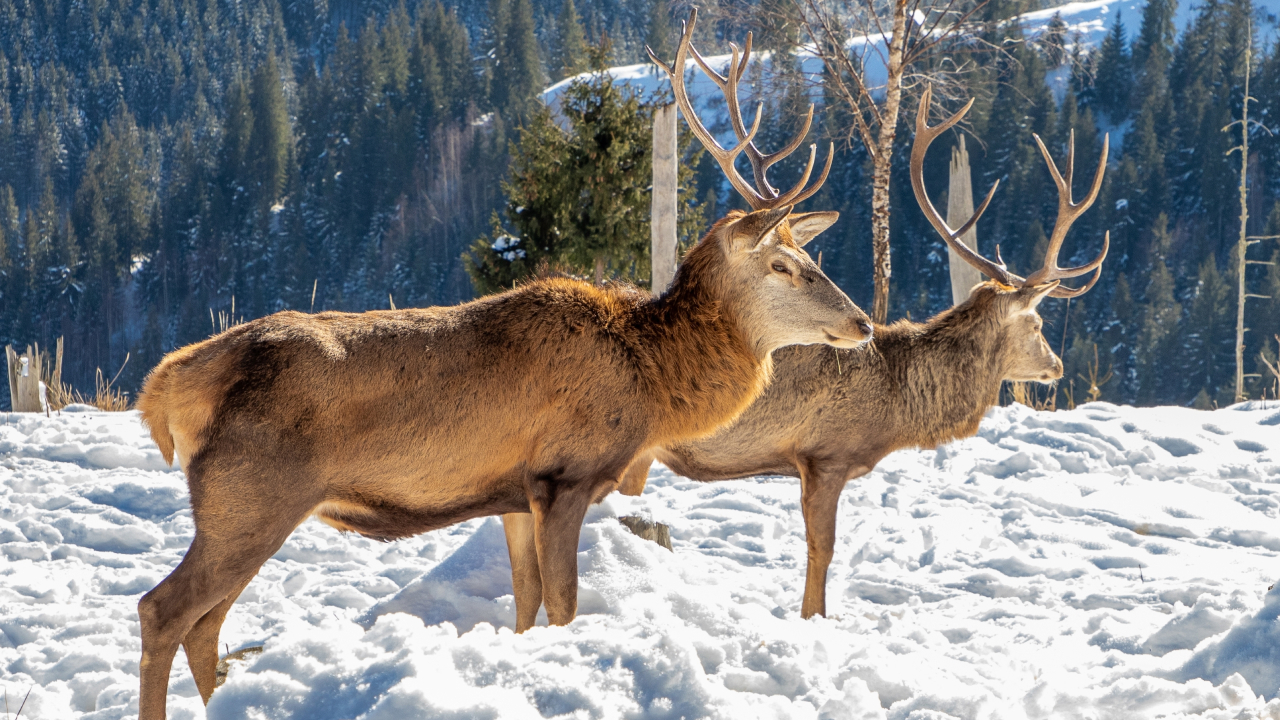 Снегопады угрожают потомству оленей и других копытных