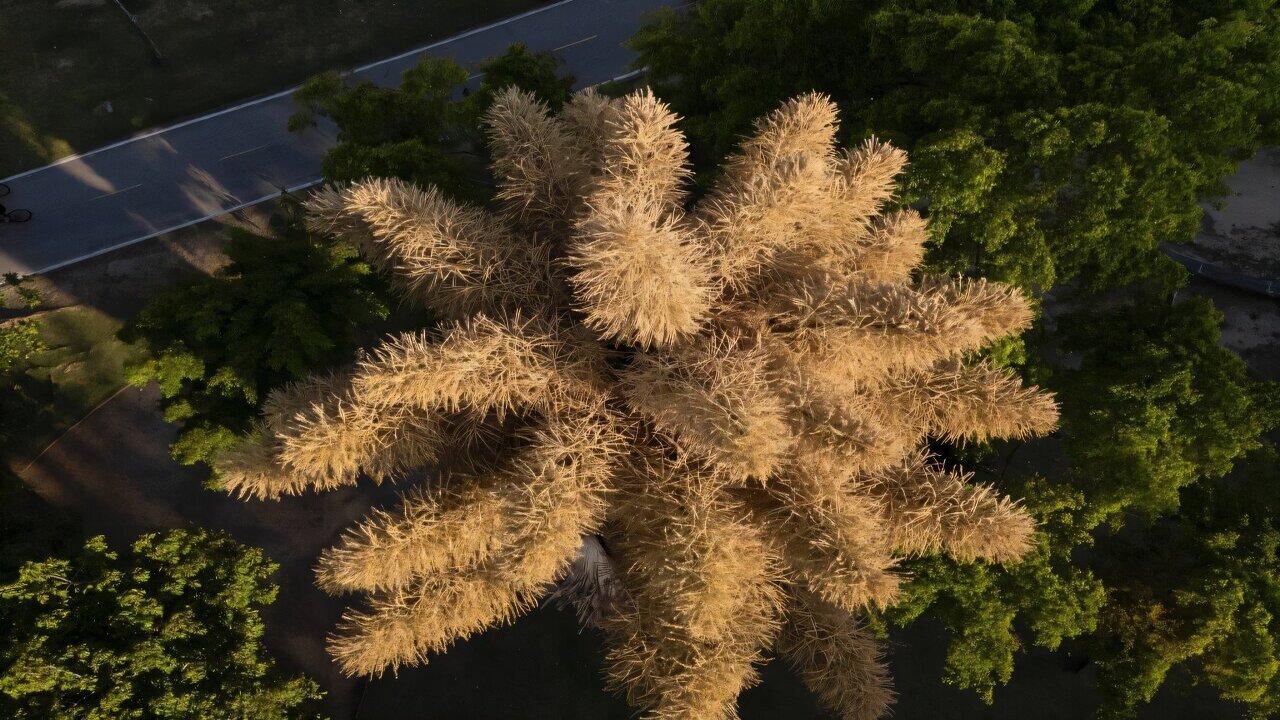 Редкое зрелище: в Бразилии зацвели пальмы, которые больше никогда не зацветут