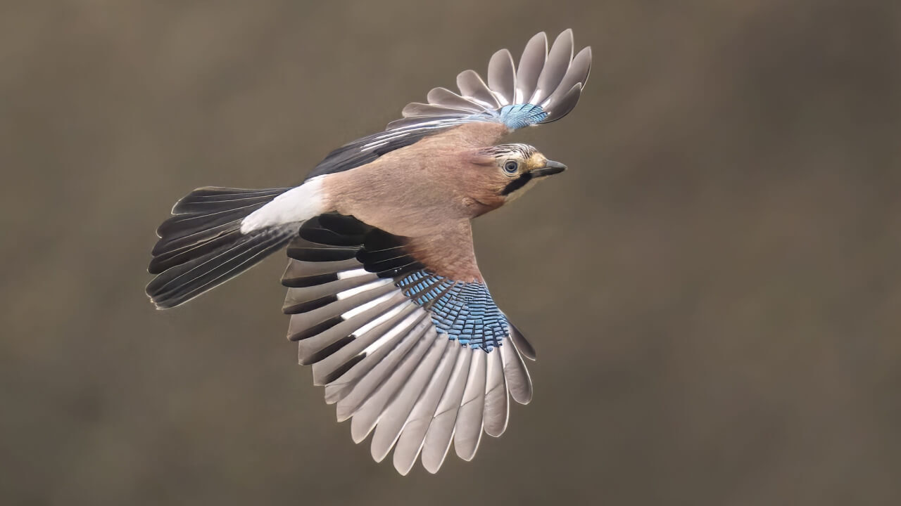 Осенняя миграция: какие птицы покидают Москву и когда