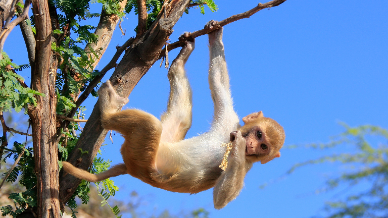 Удивительные математики дикой природы: 5 животных, которые умеют считать
