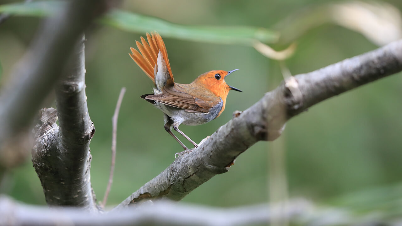 Орнитологическая сенсация: в Приморье впервые зафиксировали двух редчайших птиц