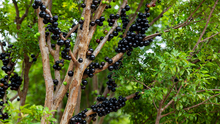 Жаботикаба: дерево, плоды которого растут прямо на стволе