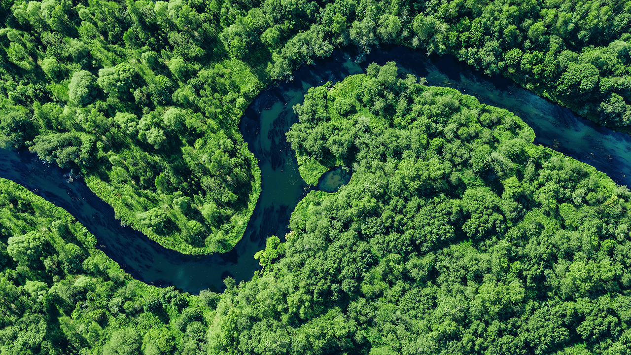 Тропические леса выбрасывают больше углерода, чем улавливают — аномалия в Австралии