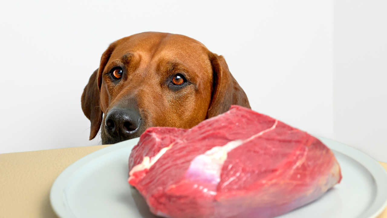 Новый тренд в соцсетях оказался опасен для собак